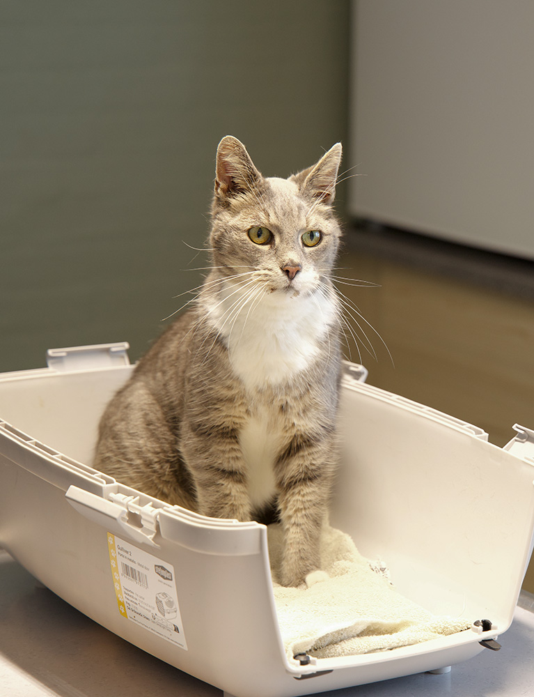 Kat på operationsbordet