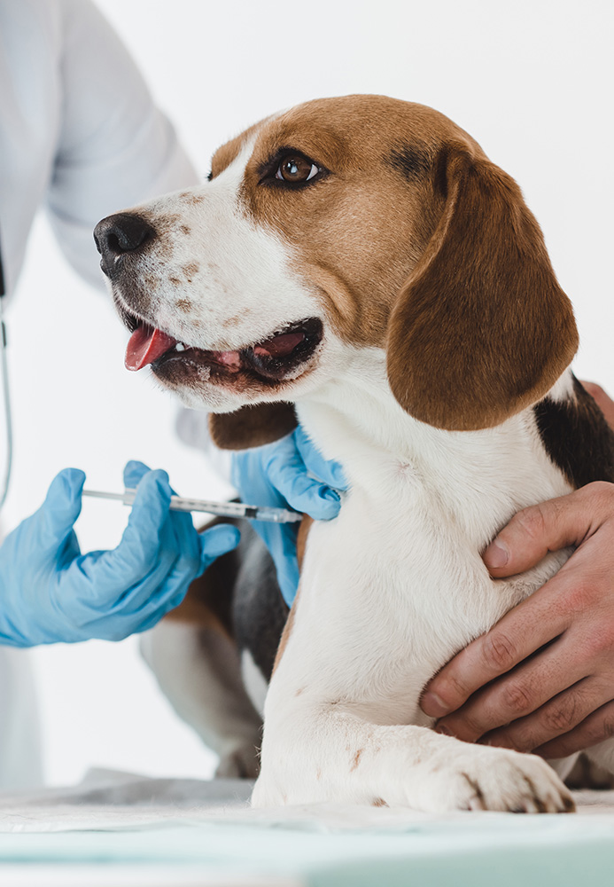 Vacination af beagle
